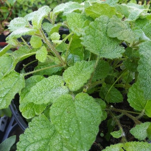 May include: A close-up of a green plant with leaves covered in small water droplets. The plant is in a black pot and the leaves are arranged in a circular pattern.