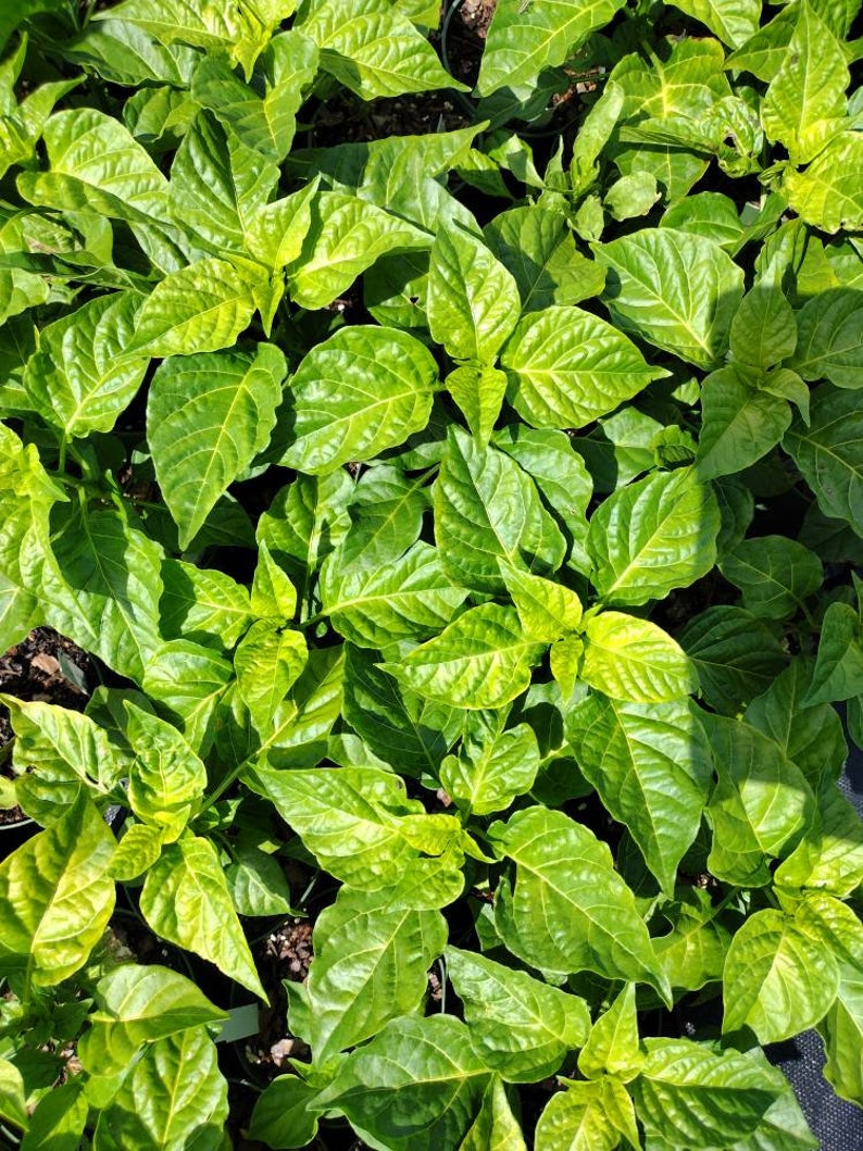 Candy Cane Chocolate Cherry Pepper Plant 1 Live Starter Plant Etsy