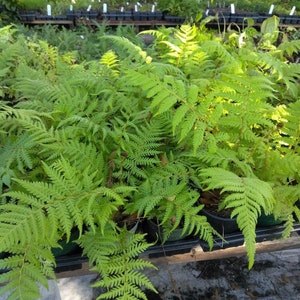 May include: A close-up of a group of green ferns in pots. The ferns are lush and healthy, with many fronds.