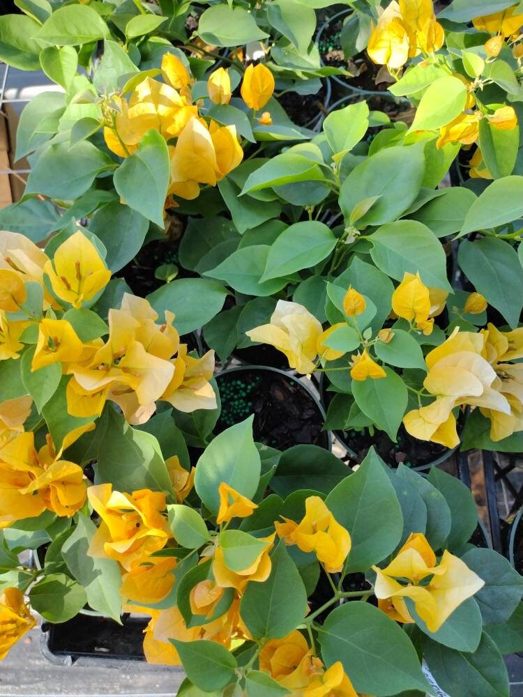 Bougainvillea Yellow Variegated - Etsy
