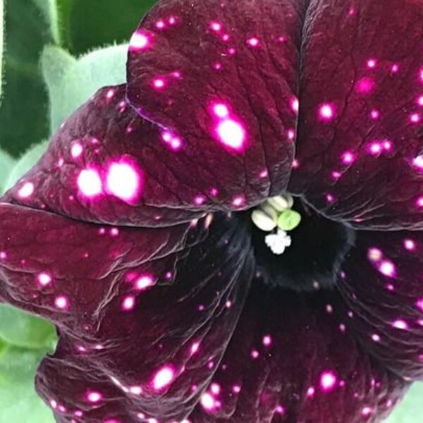 PETUNIA - STARRY SKY - Burgundy  1 Live Starter Plant 4" Nursery Growing Pot Newly Planted Ships No Pot May Be Leggy