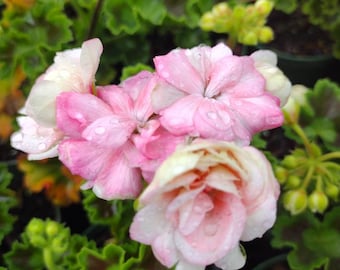 Geraniums, Rosalie Antique Salmon 1 Actual Real Starter Plant Ships From FL - 4" Nursery Growing Pot  Ships No Pot May Be Leggy