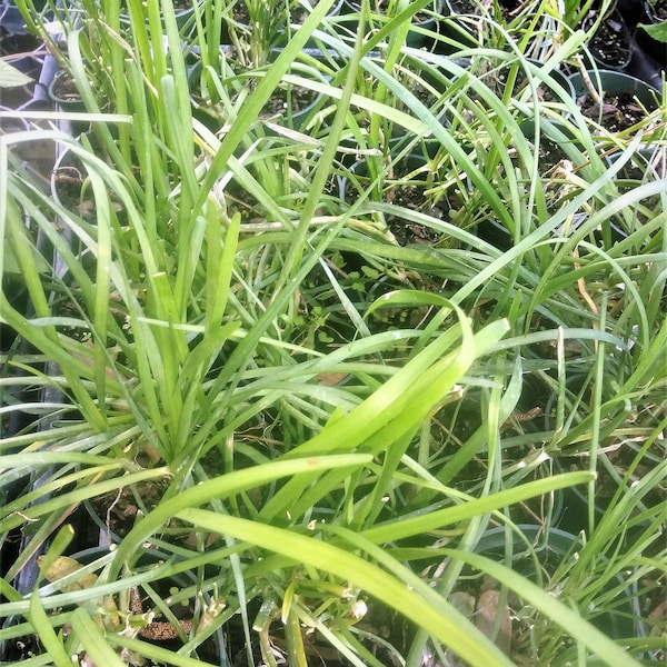 HERB CHIVES Full 1 Live Plant 5" Pot Size !!! --I Am Not PoSITIVE If It iS GaRLIC Or OnION-TaGS ArE MiSSING
