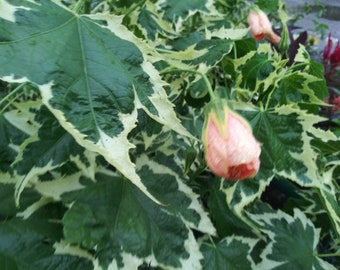 ABUTILON, CHINESE LANTERN , Variegated Peach Bloom  1 Live Plant 4" Nursery Growing Pot, Gorgeous Hard To Find Ships No Pot, Starter Plant