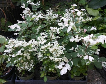 White Snow Bush Breynia 2" Pot - SNOW BUSH - 1 Live Plant 2" Pot  Starter Plant- Just Really Fun And Super Easy