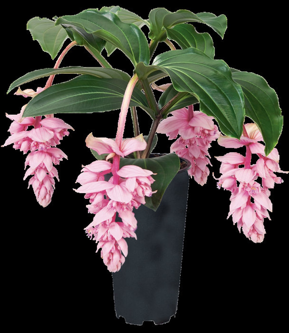 MEDINILLA MAGNIFICA 4 PoT MEDINILLA Magnifica Royal Etsy