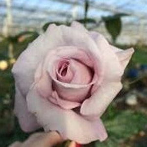 May include: A single light purple rose bud with a soft, velvety texture.