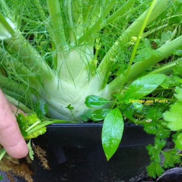 HERB - FENNEL Butterfly Host Plant   1 Live Plant 4" Nursery Pot Size-- Newly Planted Up Ships No Pot