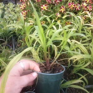 May include: A green pot with a small, leafy plant with yellow and green striped leaves. The plant is surrounded by red and yellow flowers.