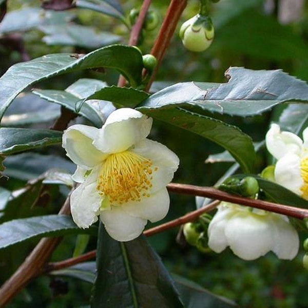 TEA HERB Camellia Sinensis Live Starter Tea Starter Tree- 4" Nursery Growing Pot, Ships No Pot, Beautiful Leaves, Very Easy*