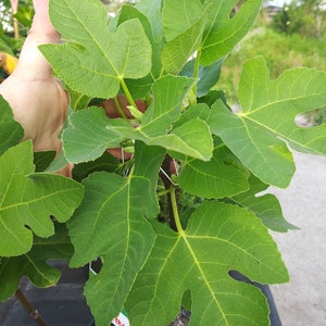May include: A young fig tree with large, vibrant green leaves. The leaves have a distinctive lobed shape and prominent veins. The tree is in a black pot, ready for planting. The image is taken outdoors, with a blurred background of greenery.