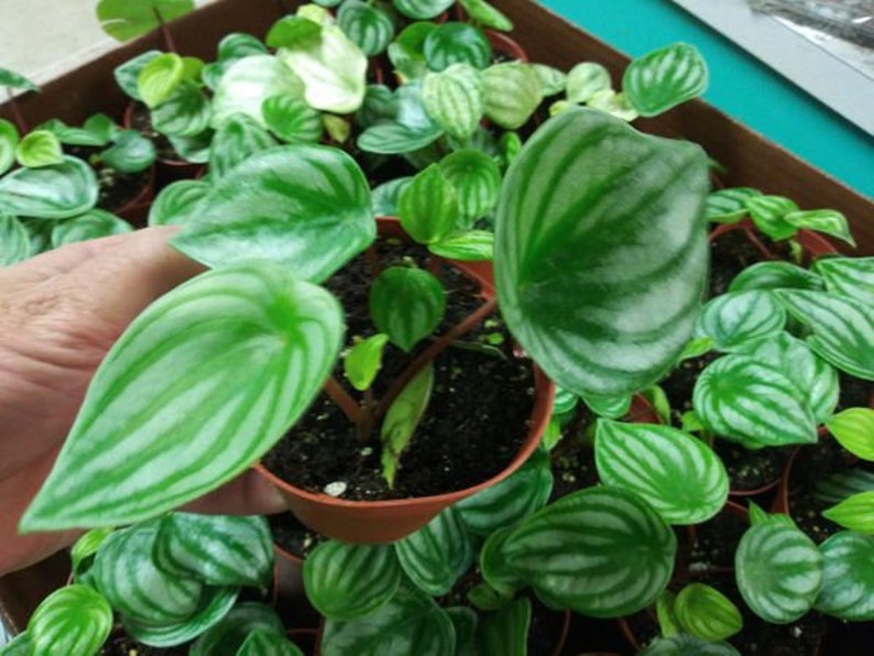 PEPEROMIA, WATERMELON 1 Live Plant 4 Nursery Growing Pot Super Cool Plant, Ships No Pot image 1