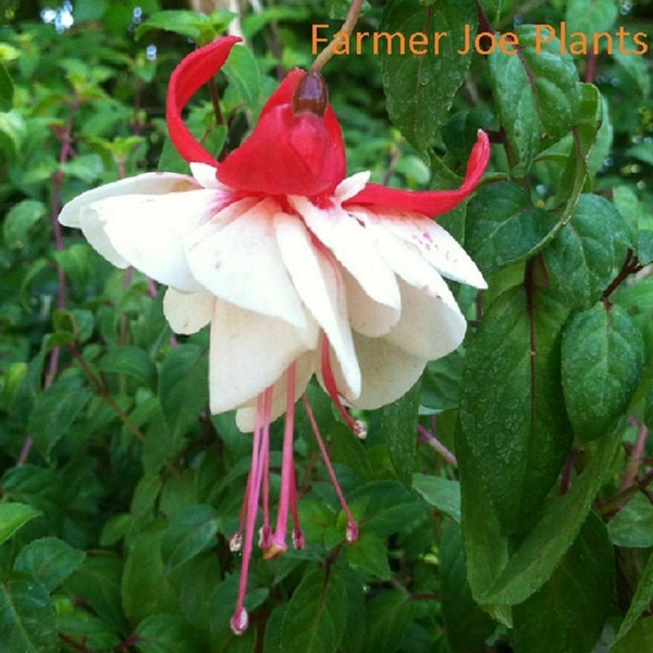 Fuchsia Live Plant Swingtime 4" Nursery Growing Pot These Are So Cool, Ships, No Pot, Newly Planted