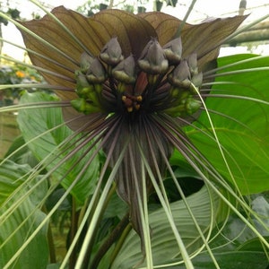 May include: A close-up of a dark purple flower with long, thin, light green tendrils. The flower is in bloom and has many small, dark purple buds.
