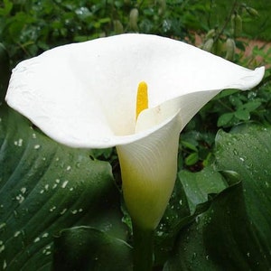 CALLA LILLY - ZANTEDESCHIA Giant White 1 Plant - 4" Grower Nursery Pot!!  HaRD To FiND!! Ships No Pot & Does Not Like Transit