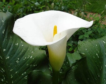 CALLA LILLY - ZANTEDESCHIA Giant White 1 Plant - 4" Grower Nursery Pot!!  HaRD To FiND!! Ships No Pot & Does Not Like Transit