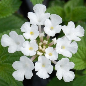 May include: A cluster of white flowers with delicate petals, blooming in a lush green garden.