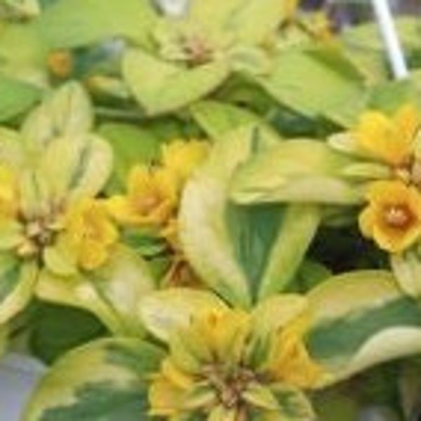 B1G1 Creeping Jenny Variegated 1 Live Liner/Baby Starter Plant Ships No Pot Super Cool Small Plant