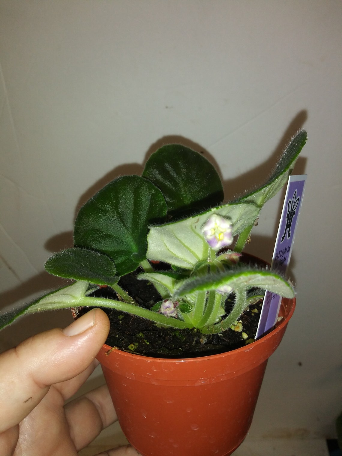 AFRICAN VIOLET VaT Light in the Night 4 Nursery Etsy