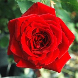 Rose Live Plant Don Juan Climbing Starter Rose Cold Hearty 4" Nursery Growing Pot-Ships No Pot, Not Grafted, Cut Back