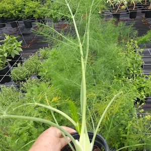 HERB - Fennel -  1 Live Plant 6" Nursery Pot Size--Ships No Pot Huge Butterfly Host Plant