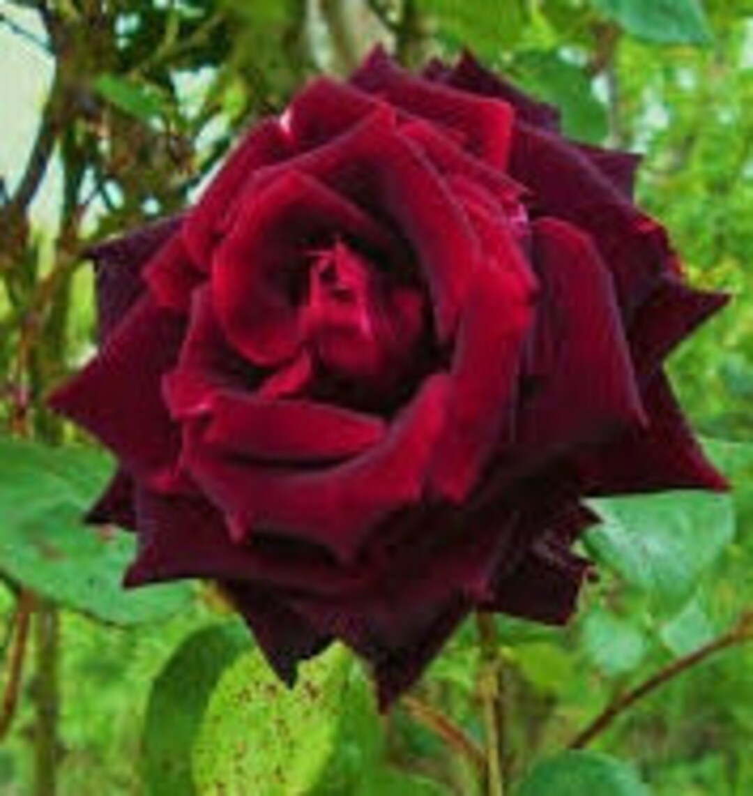 Vorlage: Rose Live Plant Papa Meilland Hybrid Tea Starter Rose 4"nursery Growing Rose Live Plant Papa Meilland Hybrid Tea Starter Rose 4"nursery Growing Bildidee