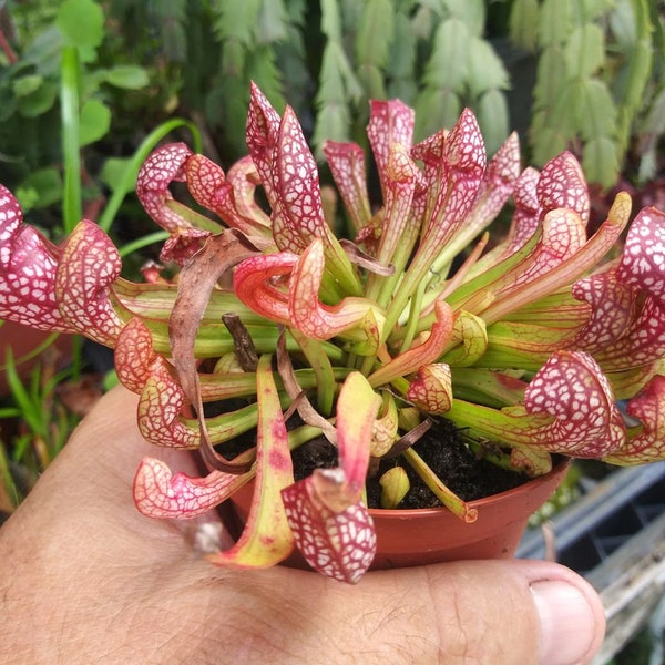 CARNIVOROUS, SARRACENIA Mix- 1 Live 3" Nursery Growing Starter Pot-VERY Hard To Find Ships With The Pot Seller Picks Depends On Stock