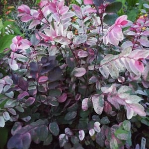 PiNK, SNOW BUSH ROSEOPICTA - 1 Live Plant 4" Nursery Growing Pot, Gorgeous Colors!!! Ships No Pot Recently Planted Up Starter Plant