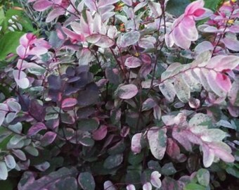 PiNK, SNOW BUSH ROSEOPICTA - 1 Live Plant 4" Nursery Growing Pot, Gorgeous Colors!!! Ships No Pot Recently Planted Up Starter Plant