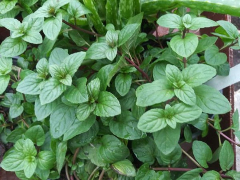 HERB MINT CHOCOLATE 1 Live Plant 6 Pot Size Etsy