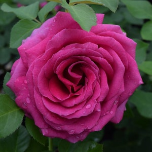 Rose Live Plant Miranda Lambert Hybrid Tea Rose Amazing Scent 4" Nursery Growing Pot- Very Hard to Find! Ships No Pot, Not Grafted, Cut Back