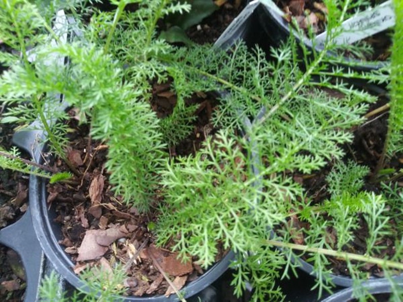 HERB  COMMON YARROW  1 Live Plant 4Nursery Pot image 0