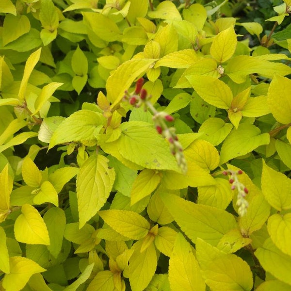 HERB - Golden Pineapple Sage  1 Live Plant 4" Nursery Growing Pot Size--Smells Great! Hard To Find!! Ships No Pot May Be Leggy or Cut Back