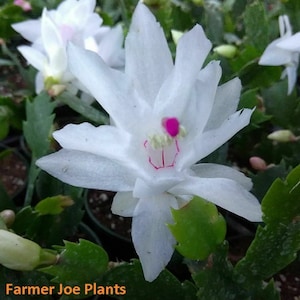 May include: A white Christmas cactus with a pink center bloom. The cactus is in a pot and has green leaves.