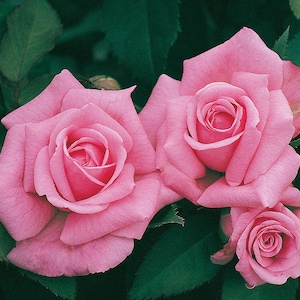 Rose Live Plant Belinda's Dream Starter Rose Cold Hearty 4" Nursery Growing Pot-Ships No Pot, Not Grafted, Cut Back