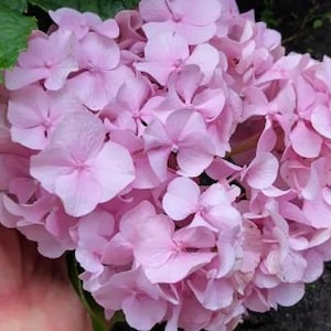 May include: A close-up of a pink hydrangea flower head with many small petals. The flower is surrounded by large, green leaves. The image is taken outdoors, with a hand holding the flower.
