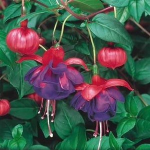 Live Plant Fuchsia Lago Grande- 1 Live Small Starter Plant 4" Nursery Growing Pot, Ships Without Pot