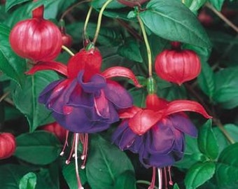 Live Plant Fuchsia Lago Grande- 1 Live Small Starter Plant 4" Nursery Growing Pot, Ships Without Pot