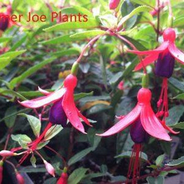 Live Plant Fuchsia Angel Earrings Dainty- 1 Live Small Starter Plant 4" Nursery Growing Pot, Ships Without Pot