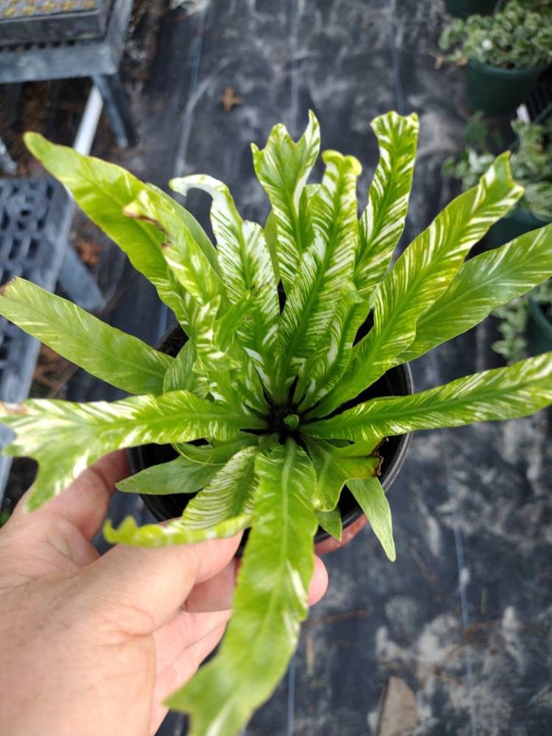 Variegated Birds Nest Fern 1 Live Plant 4 Nursery Etsy