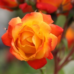 Rose Live Plant Pinata Climbing Rose  4" Nursery Growing Pot- Very Hard to Find! Ships No Pot, Not Grafted, Cut Back