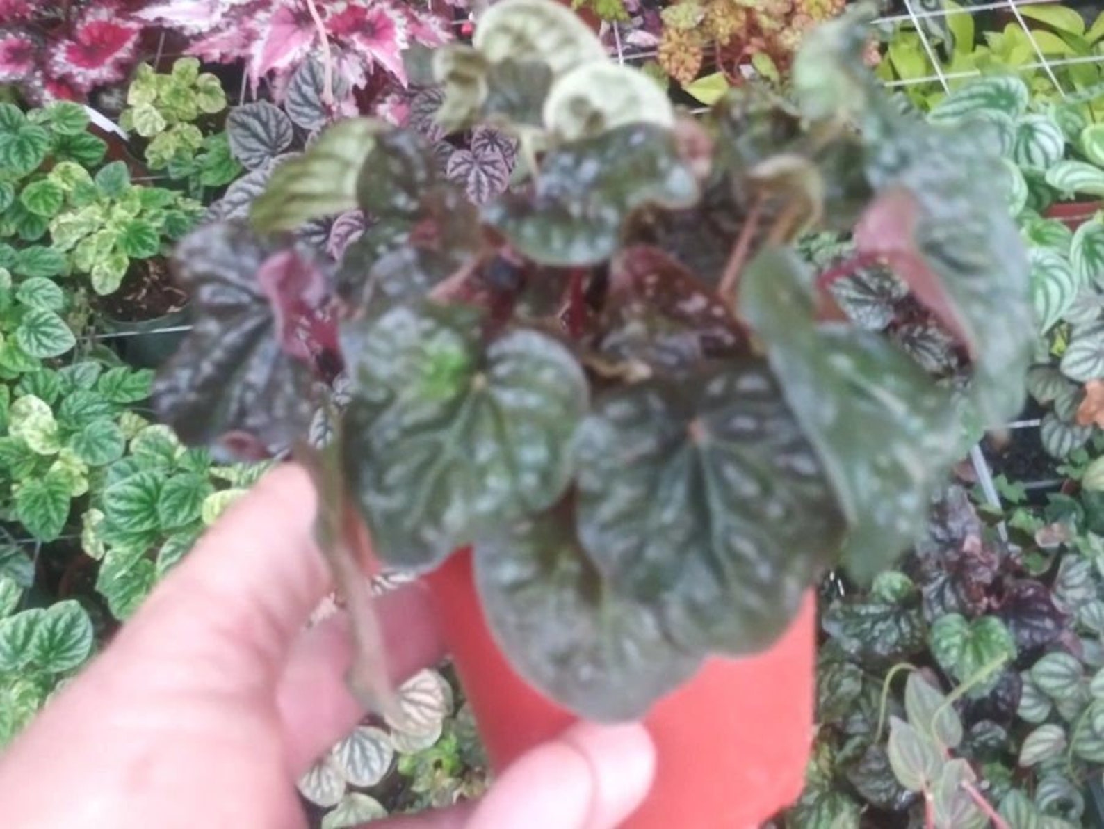peperomia midnight wave peperomia midnight wave