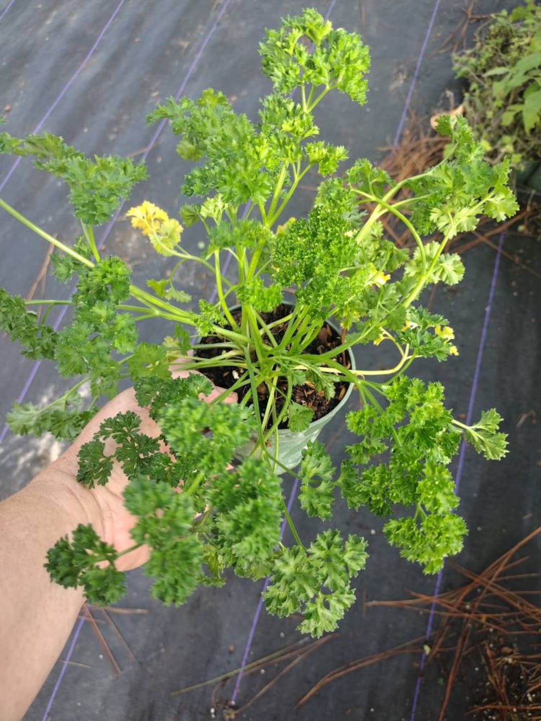 HERB, Edible PARSLEY CURLED 1 Live Plant 4 Nursery Growing Pot Size