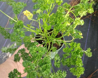 HERB, EDIBlE PARSLEY - CURLED  1 Live Plant 4" Nursery Growing Pot Size- Host Plant For Butterflies-Ships No Pot* May Be Leggy