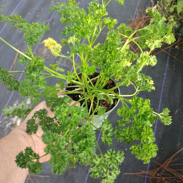 HERB, EDIBlE PARSLEY - CURLED  1 Live Plant 4" Nursery Growing Pot Size- Host Plant For Butterflies-Ships No Pot* May Be Leggy