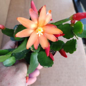 May include: A small orange and red flowering cactus plant in a pot. The cactus has green leaves and a single orange flower with a white center.