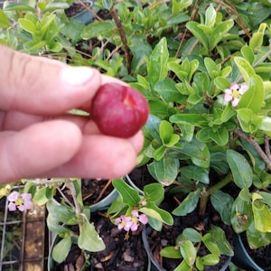 May include: A close-up of a single, ripe, red acerola cherry held in a hand. The cherry is surrounded by green leaves and pink flowers.