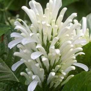 May include: Close-up of a white flower with multiple elongated petals, clustered together. The flower is surrounded by green leaves, creating a contrast of textures and colors. The petals are smooth and delicate.