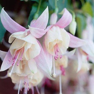 FUCHSIA Live Plants Fuchsia - Lovely Annabelle White 4" Nursery Pot Starter Plants Ships No Pot, Newly Planted, May Have Spots From Cold