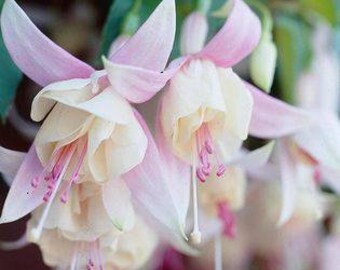 FUCHSIA Live Plants Fuchsia - Lovely Annabelle White 4" Nursery Pot Starter Plants Ships No Pot, Newly Planted, May Have Spots From Cold